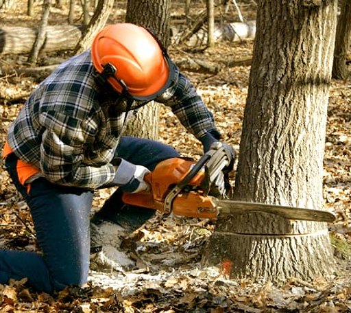 Tree Removal in Lucas, KS